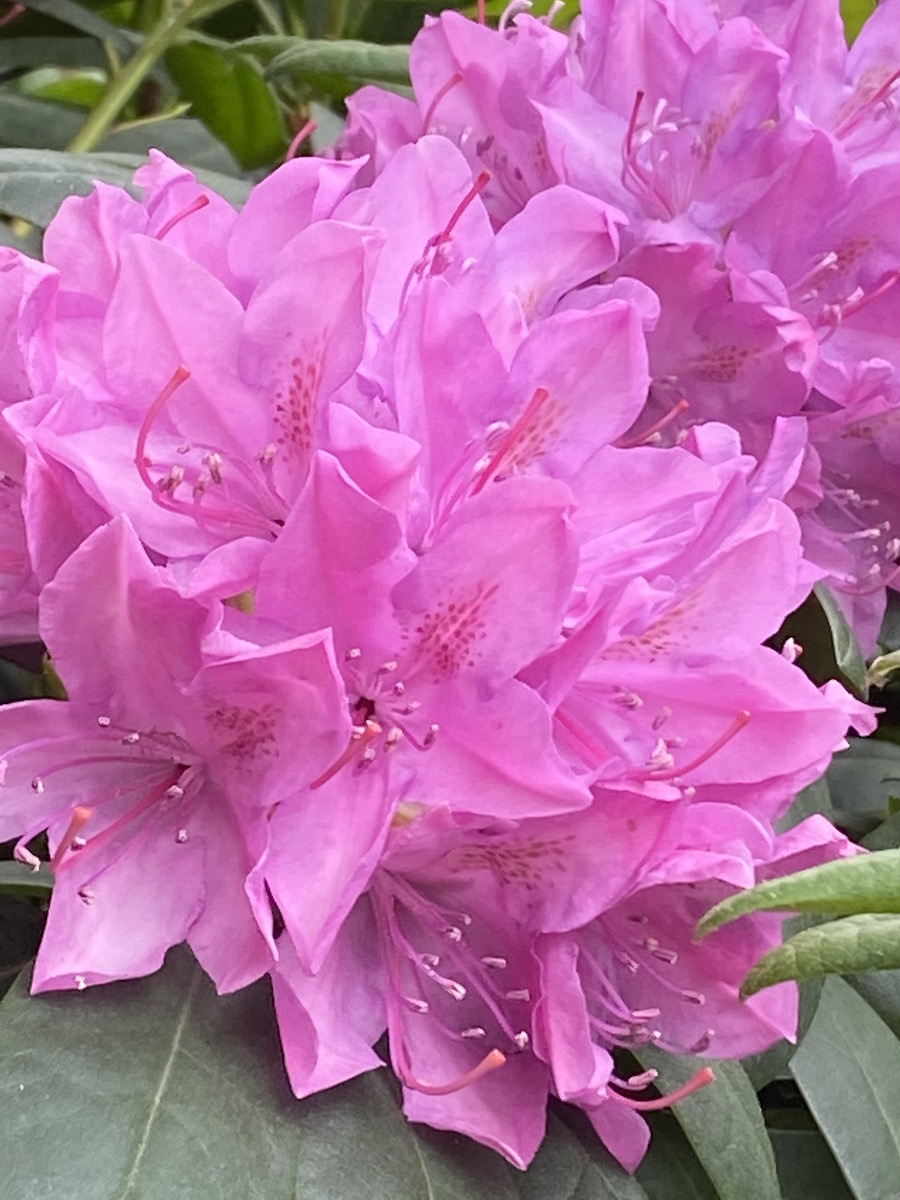 English Roseum